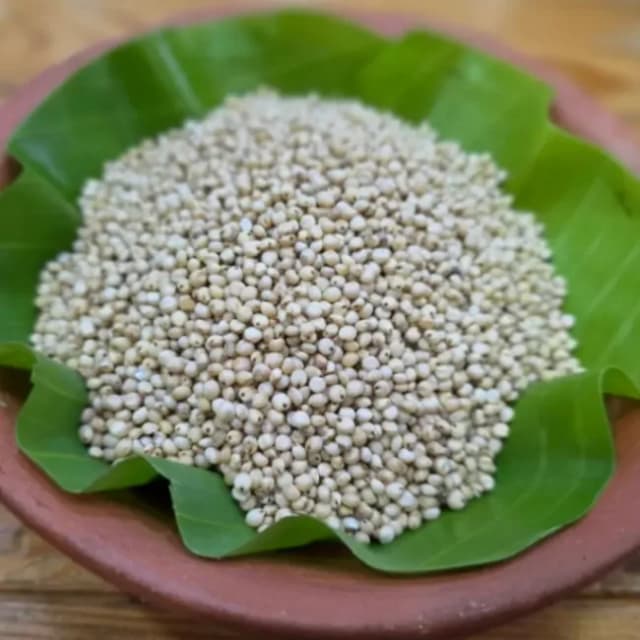 White Sorghum - வெள்ளை சோளம் -1